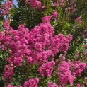 Lagerstroemia indica 'Rosea' - 3