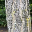 Ginkgo biloba - Foto 1