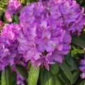 Rhododendron Roseum Elegans - 4