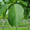 Juglans Regia - Afbeelding 2