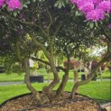 Rhododendron Roseum Elegans - 4