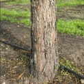 Sequoiadendron giganteum 'Glaucum' - 2