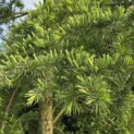 Cedrus deodara - 2