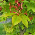 Acer palmatum 'Osakazuki - Foto 1