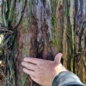 #46 Sequoiadendron giganteum Riesenmammutbaum,