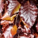 Fagus sylvatica 'Atropunicea' - impressie kleurnuances rode of bruine beuk