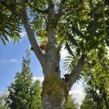 Sorbus 'Dodong' - 2