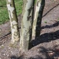 Platanus x Hispanica - 3