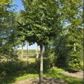 Castanea sativa - 1