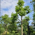 Platanus x hispanica - 2