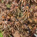 Acer palmatum 'Trompenburg' - 4