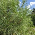 Pinus nigra 'Nigra' - 1