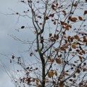 Fagus sylvatica 'Riversii' - 1