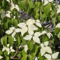 Cornus kousa - Foto 4