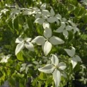 Cornus kousa - Foto 3