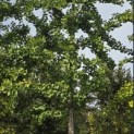 Ginkgo biloba - 2