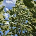 Liriodendron tulipifera 'Snowbird' - 6