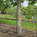 Castanea sativa - 9