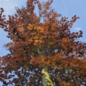 Fagus sylvatica 'Atropunicea' - 5