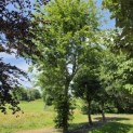 Fagus sylvatica - juli 2026.  Kamp rij 1