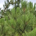 Pinus nigra 'Nigra' - 8
