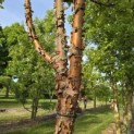 Acer griseum - 4