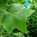 Liriodendron tulipifera - blad