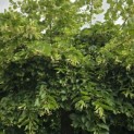 Tilia americana 'Nova' - 1