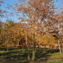 Carpinus betulus - 1