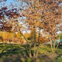 Carpinus betulus - 2