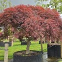 Acer palmatum 'Dragon Fire' - Foto 2