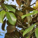 Magnolia grandiflora 'Galissonnière' - 4