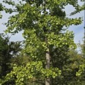 Ginkgo biloba - Foto 2