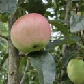 Malus domestica 'Red Elstar' - 1