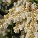 Pieris japonica 'Forest Flame' - 1
