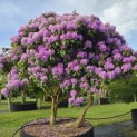 Rhododendron Roseum Elegans - 6