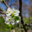Prunus domestica 'Bleue de Belgique' - impressie bloei