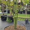Acer palmatum 'Orange Dream' - 1