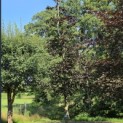 Fagus sylvatica 'Riversii' - 2