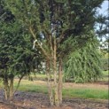 Taxus baccata - 4