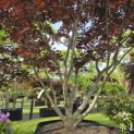 Acer palmatum 'Fireglow' - 1