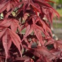 Acer palmatum 'Bloodgood' - 1