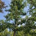 Ginkgo biloba - 1