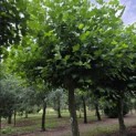 Platanus hispanica - Foto 5