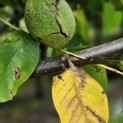 Juglans regia 'Bella Maria'' - 1