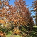 Fagus sylvatica 'Atropunicea' - 2025