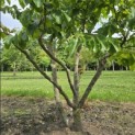 Parrotia persica - 3