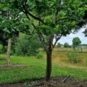 Platanus x hispanica - Afbeelding 3