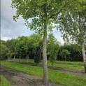 Liriodendron tulipifera - 3