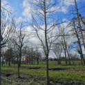Pyrus communis (handpeer) - februari 2026